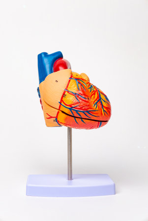 Human heart model on a white background. Healthcare and medical concept.