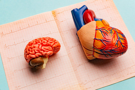 Anatomical model human heart with stethoscope and cardiogram on blue background