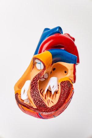 Human heart model on white background. Anatomical model of human heart.の写真素材