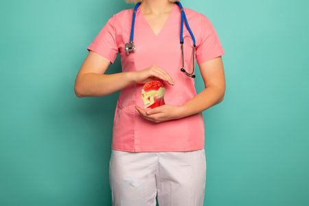 Doctor with a stethoscope is holding anatomical model human head. Help and care concept. High quality photoの写真素材