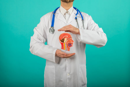 Doctor with a stethoscope is holding anatomical model human head. High quality photoの写真素材