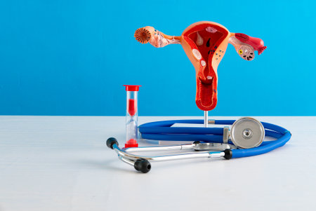 Healthcare and medical concept human female reproductive system and hourglass. High quality photoの写真素材