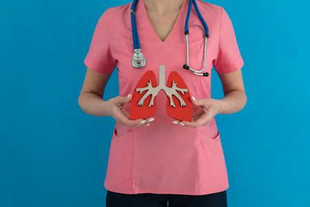 Doctor hold in hand anatomical model of human lungの写真素材