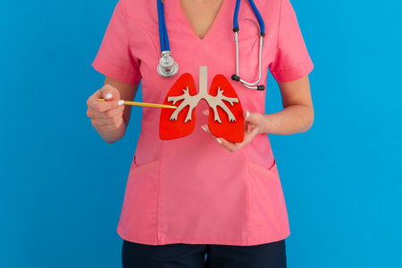 doctor showing pen on a anatomical model of human lungの写真素材