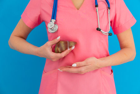 Image of a doctor with model liver above his hands. Concept of healthy liver and donation.の写真素材
