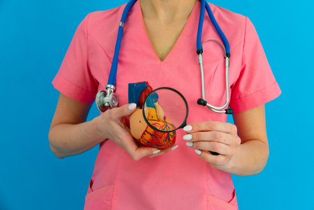 Doctor consult patient on laptop with anatomical model of human heart Cardiologist supports the heart Online doctor appointment.の写真素材