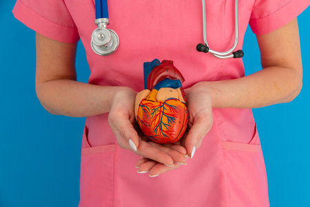 Cardiovascular disease CVD, doctor with heart human model anatomy for treatment patient in hospital.の写真素材