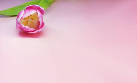 One pink bud tulip edge lies on a pink background. Free Space Copy Space. Harvesting mockup for greeting card. Spring time, springtime.の写真素材