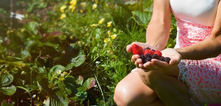 Female hands is holding a mature ripe berry with a strawberry bush on a background of a sunny garden. Organic farming subsistence conceptの写真素材