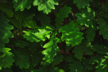 Green leaves close-up among sun shade. Background for design.
