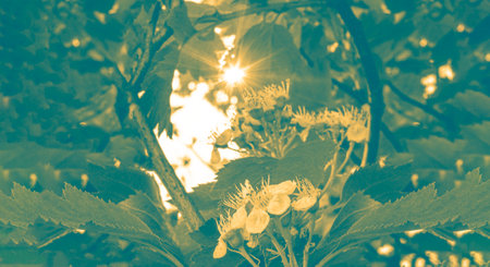 Spring background with blooming flowers of hawthorn apple tree. sun rays make way through foliage....