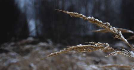 Winter macro landscape. Dry flower spikelet with snow at shallow depth of field, selective focus....