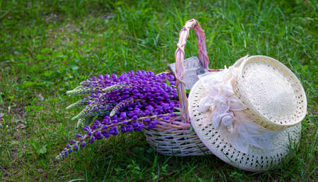 A picnic on the grass with wicker basket and straw sun hat. Rzepna accessories for picnic and summer. Postcard in retro and country style. Nobodyの写真素材