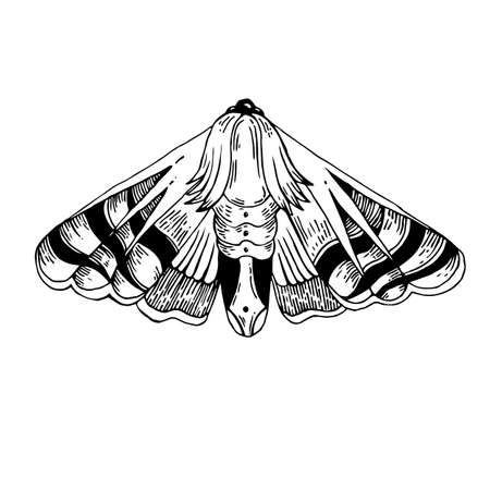 Vector moth isolated on white backgroundのイラスト素材
