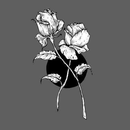 Two black and white roses isolated on grey backgroundのイラスト素材