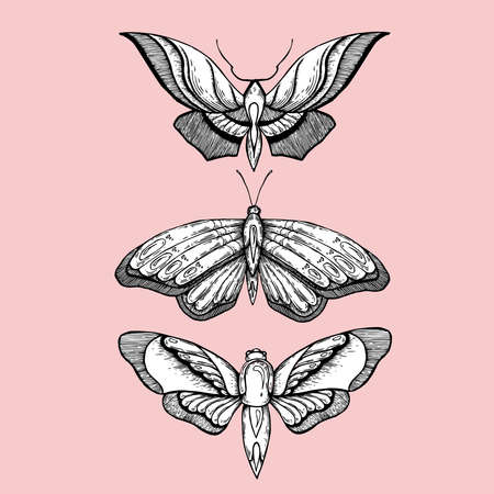 Vector black and white butterfly set isolated on pink backgroundのイラスト素材