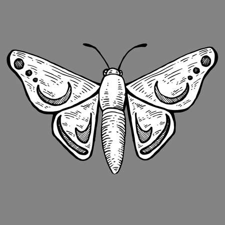 Vector black and white butterfly isolated on gray backgroundのイラスト素材
