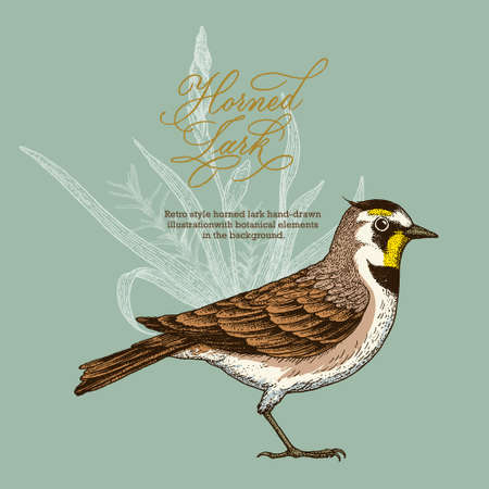 Retro style horned lark hand-drawn illustration with botanical elements on the background.のイラスト素材