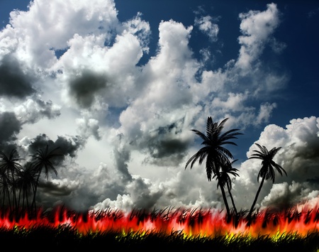 tropical fireの写真素材