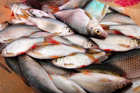     Colorful fish                           