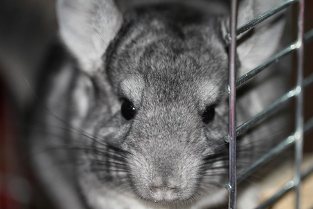 Funny chinchillaの写真素材