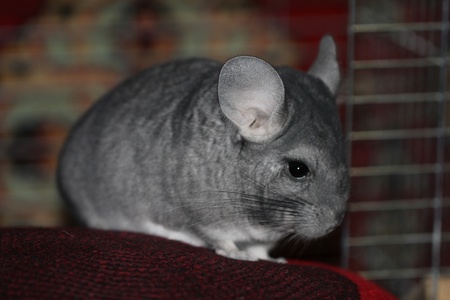 Funny chinchillaの写真素材