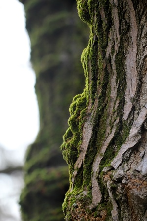 Moss on a tree