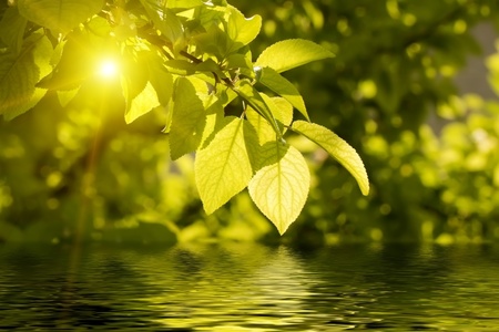 Bright, fresh foliageの写真素材