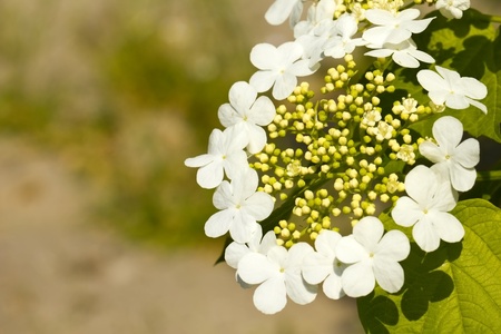 White flowersの写真素材