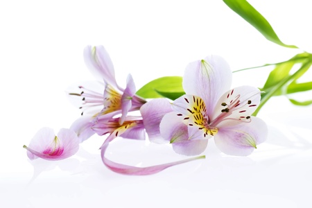 Colorful flowersの写真素材