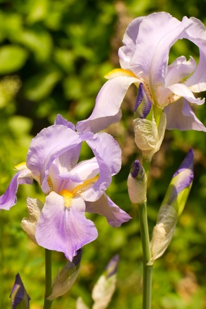 Colorful flowersの写真素材