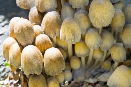Poisonous mushrooms