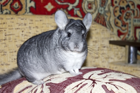 Funny chinchillaの写真素材