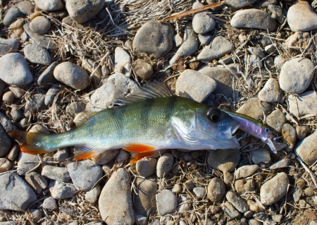 Perch fishの写真素材