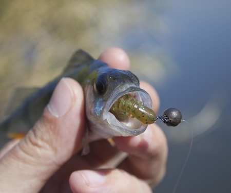 Perch fishの写真素材