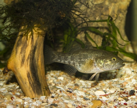 Predatory fishの写真素材