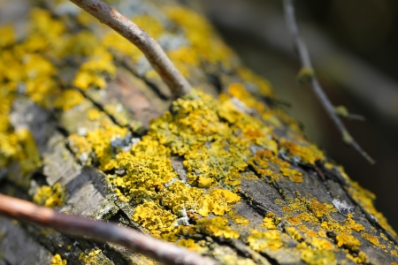 Mossの写真素材