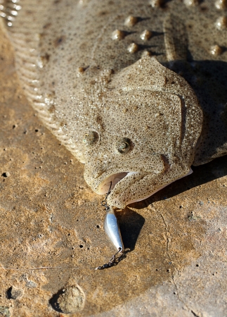 Flounderの写真素材