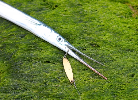 Garfishの写真素材