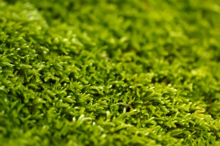 Forest mossの写真素材