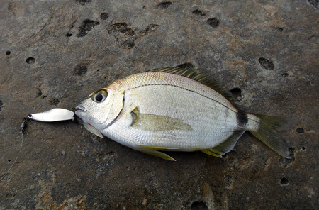 Rockfish                                 の写真素材