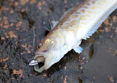 Fishingの写真素材