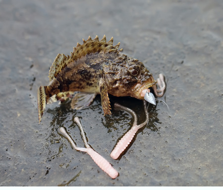 Rockfish                                 の写真素材