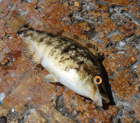 Fish close up