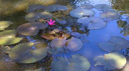 Nenuphars Victoria Amazonia in Pamplemousses gardens, Mauritius island, indian oceanのeditorial素材