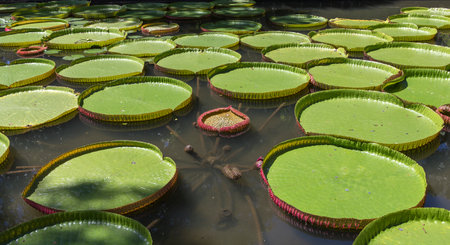 Nenuphars Victoria Amazonia in Pamplemousses gardens, Mauritius island, indian oceanのeditorial素材