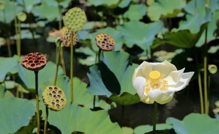Lotus poppy flowers in Pamplemousses gardens, Mauritius island, indian oceanのeditorial素材