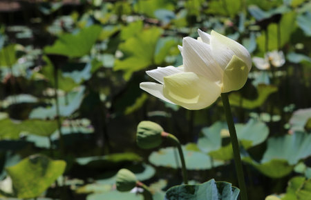 Lotus poppy flowers in Pamplemousses gardens, Mauritius island, indian oceanのeditorial素材