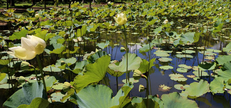 Lotus poppy flowers in Pamplemousses gardens, Mauritius island, indian oceanのeditorial素材
