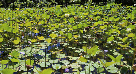 Lotus poppy flowers in Pamplemousses gardens, Mauritius island, indian oceanのeditorial素材